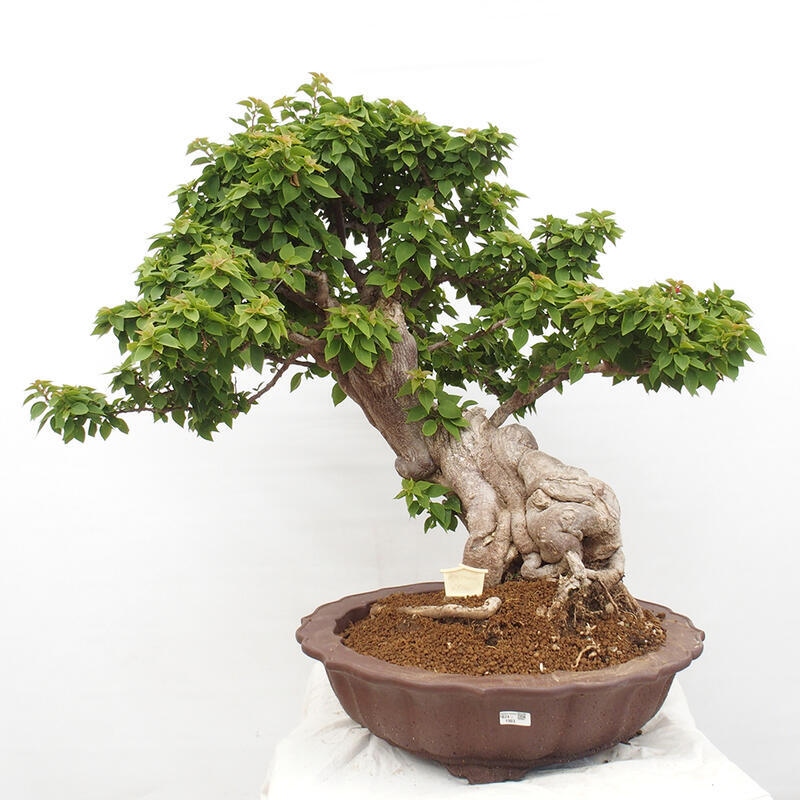 Izbová bonsai - Bouganwilea