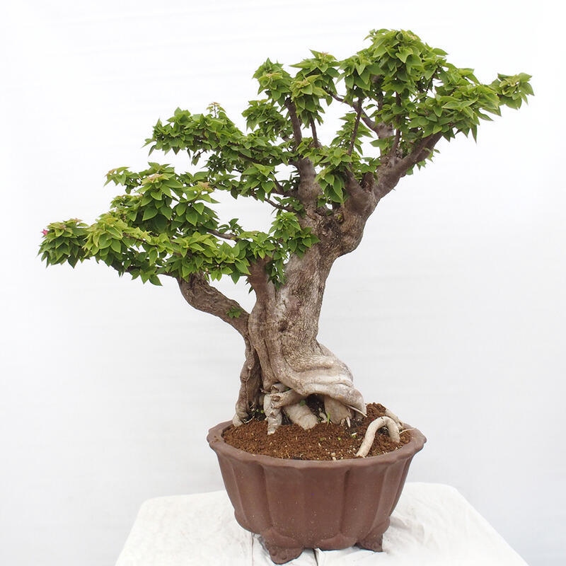 Izbová bonsai - Bouganwilea