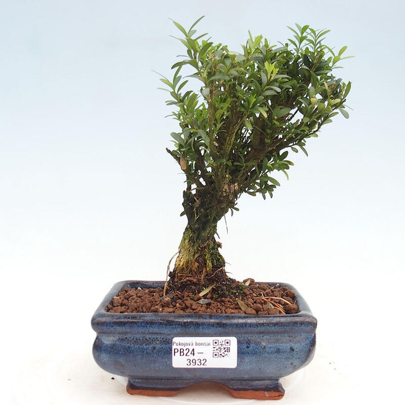 Izbová bonsai - Buxus harlandii - korkový buxus