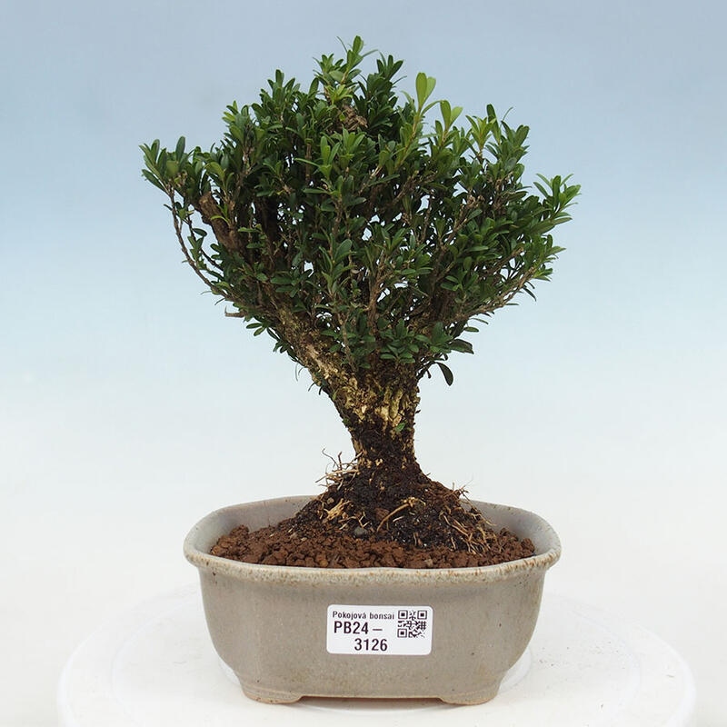 Izbová bonsai - Buxus harlandii - korkový buxus