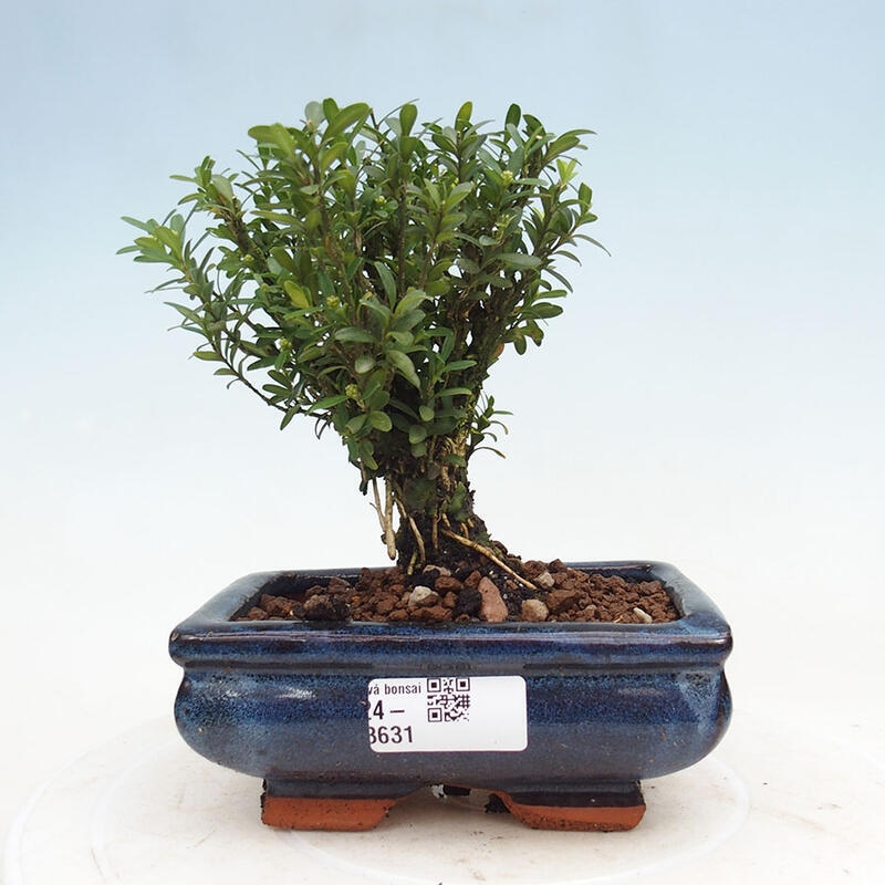 Izbová bonsai - Buxus harlandii - korkový buxus