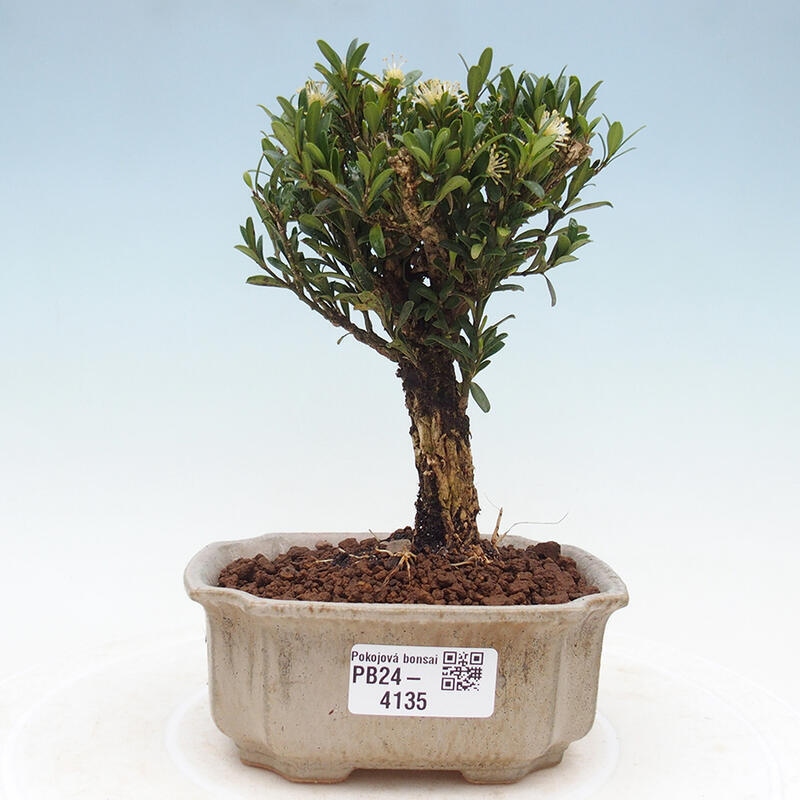 Izbová bonsai - Buxus harlandii -korkový buxus