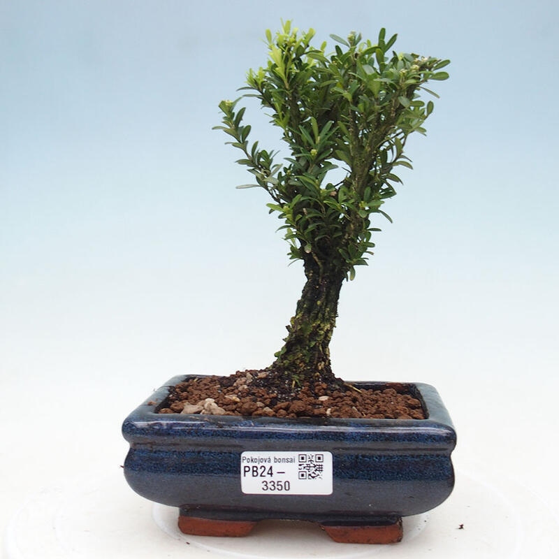 Izbová bonsai - Buxus harlandii - korkový buxus