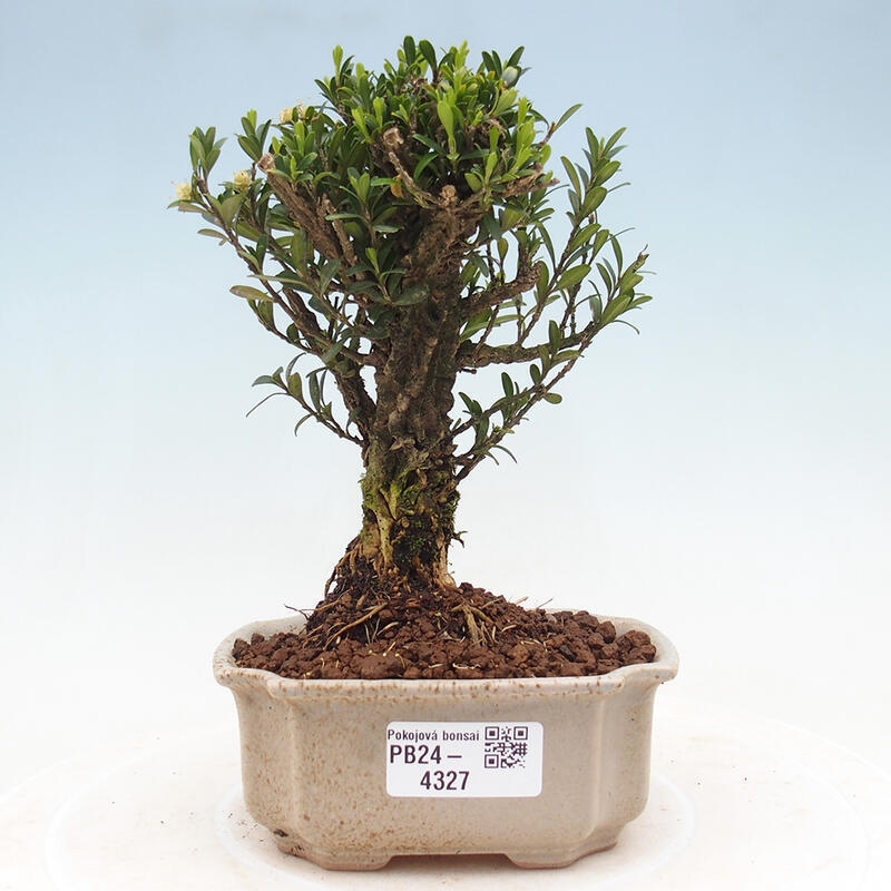 Izbová bonsai - Buxus harlandii -korkový buxus