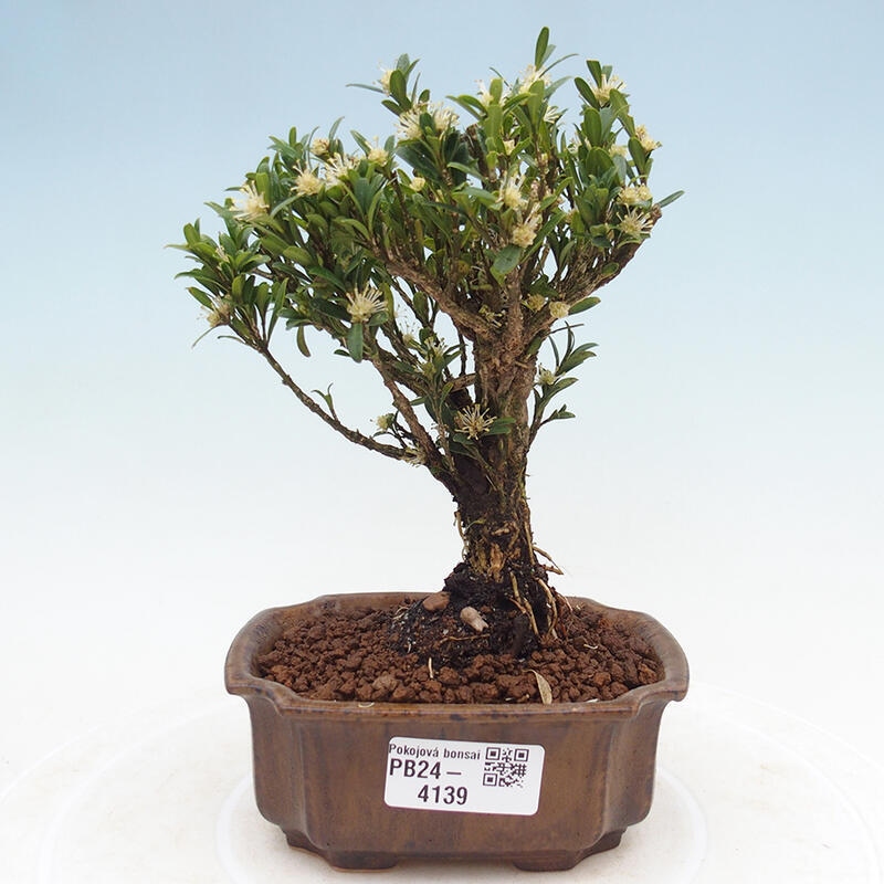 Izbová bonsai - Buxus harlandii -korkový buxus