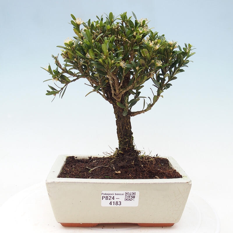 Izbová bonsai - Buxus harlandii - korkový buxus