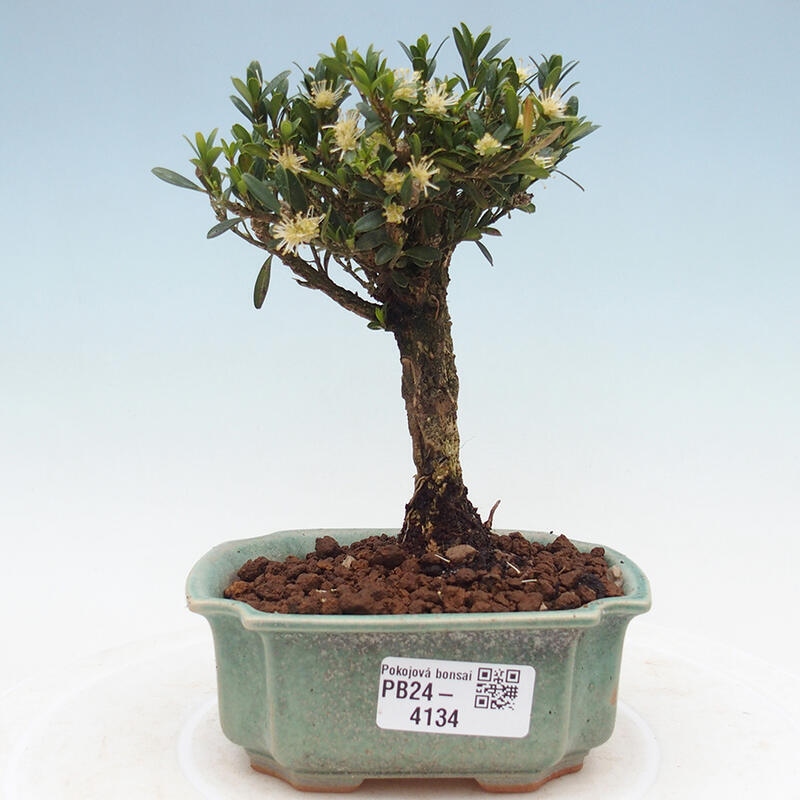 Izbová bonsai - Buxus harlandii -korkový buxus