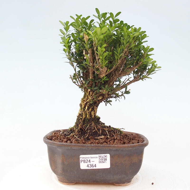 Izbová bonsai - Buxus harlandii - korkový buxus