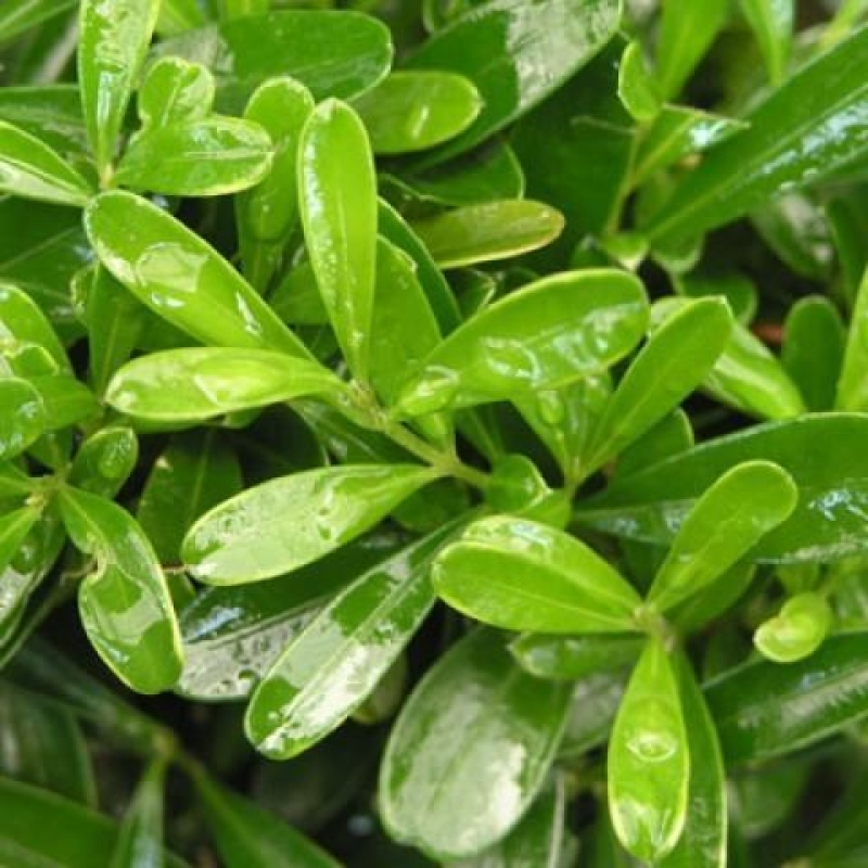 Izbová bonsai - Buxus harlandii -korkový buxus