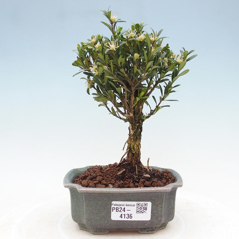 Izbová bonsai - Buxus harlandii -korkový buxus