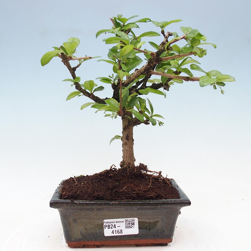 Izbová bonsai - Carmona macrophylla - Čaj fuki