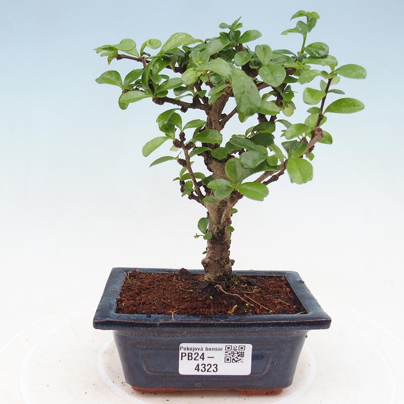 Izbová bonsai - Carmona macrophylla - Čaj fuki