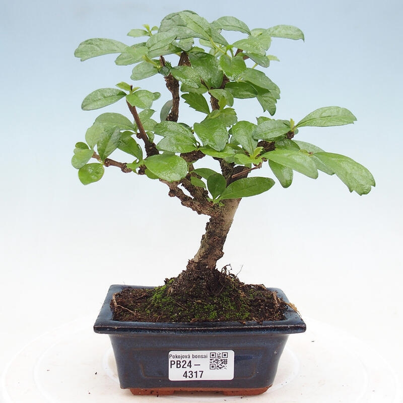 Izbová bonsai - Carmona macrophylla - Čaj fuki