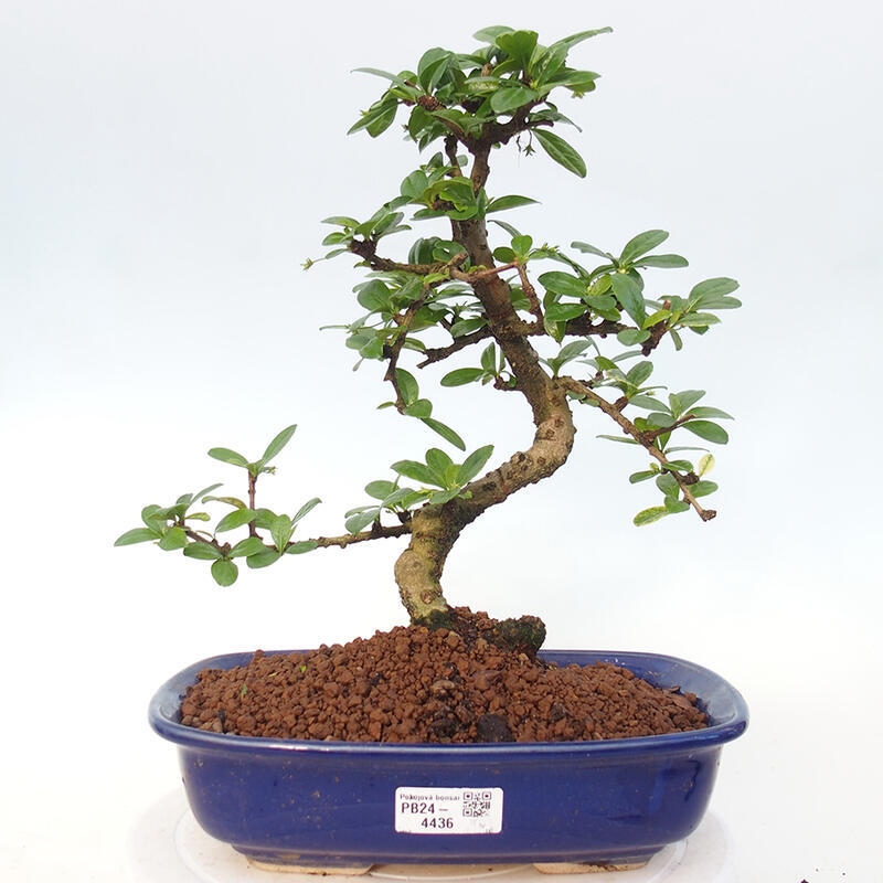 Izbová bonsai - Carmona macrophylla - Čaj fuki