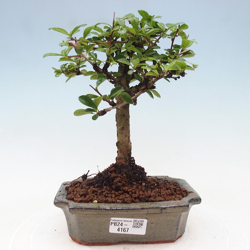 Izbová bonsai - Carmona macrophylla - Čaj fuki