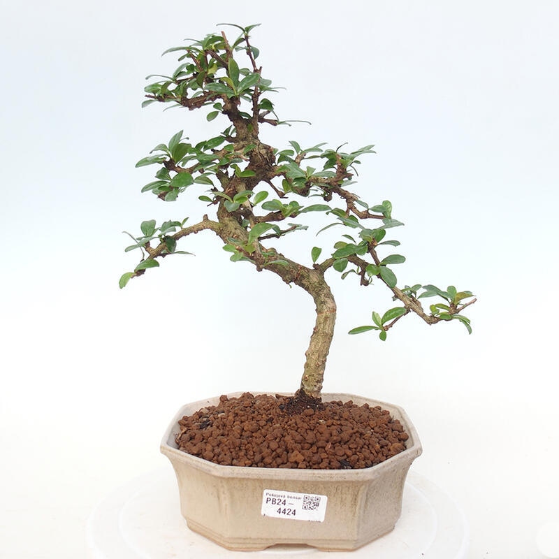 Izbová bonsai - Carmona macrophylla - Čaj fuki