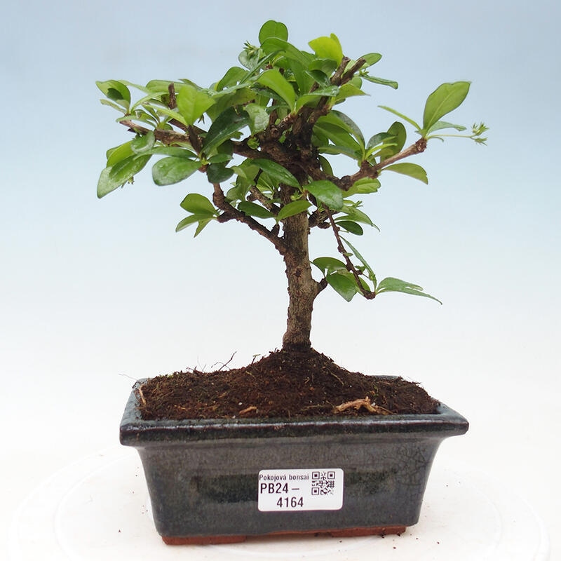 Izbová bonsai - Carmona macrophylla - Čaj fuki