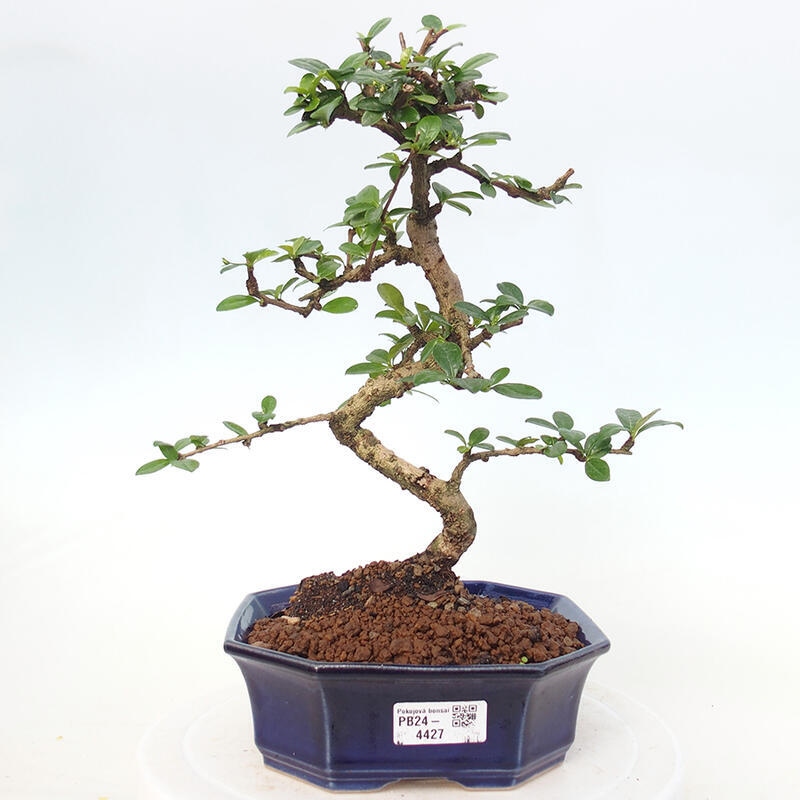 Izbová bonsai - Carmona macrophylla - Čaj fuki