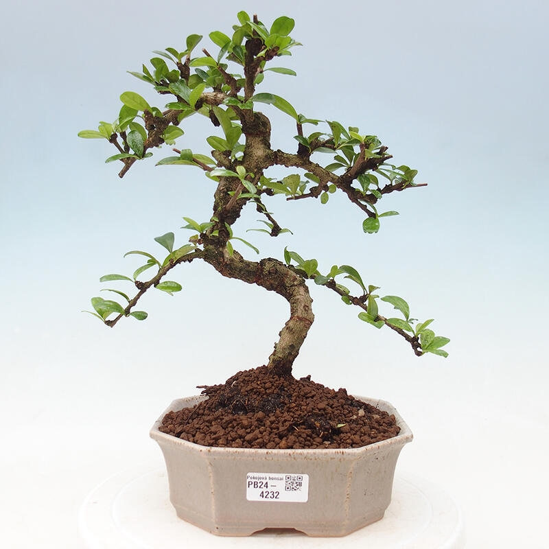 Izbová bonsai - Carmona macrophylla - Čaj fuki