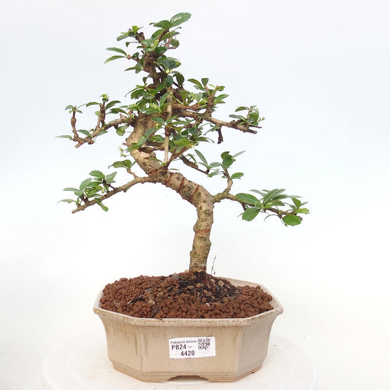 Izbová bonsai - Carmona macrophylla - Čaj fuki