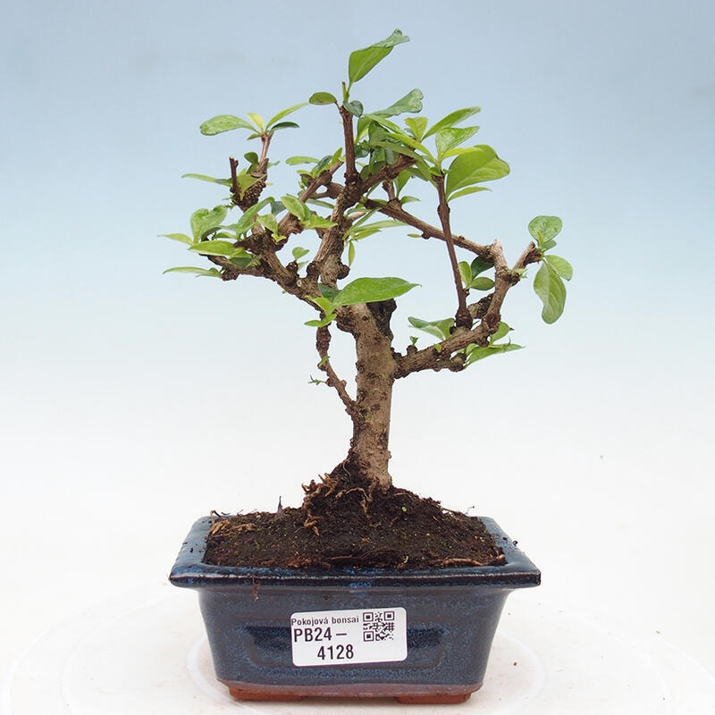 Izbová bonsai - Carmona macrophylla - Čaj fuki