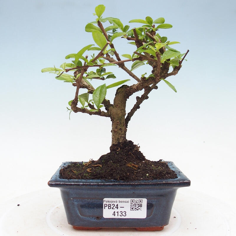 Izbová bonsai - Carmona macrophylla - Čaj fuki