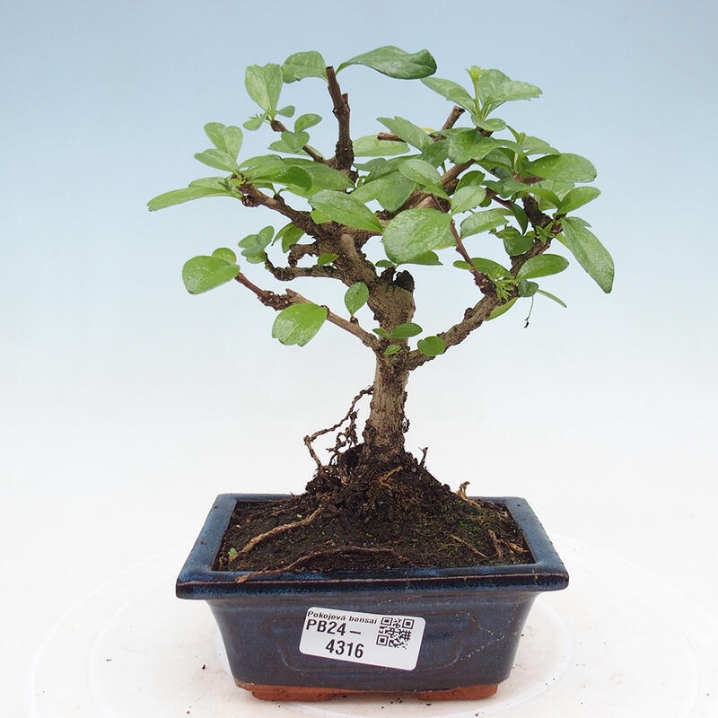 Izbová bonsai - Carmona macrophylla - Čaj fuki