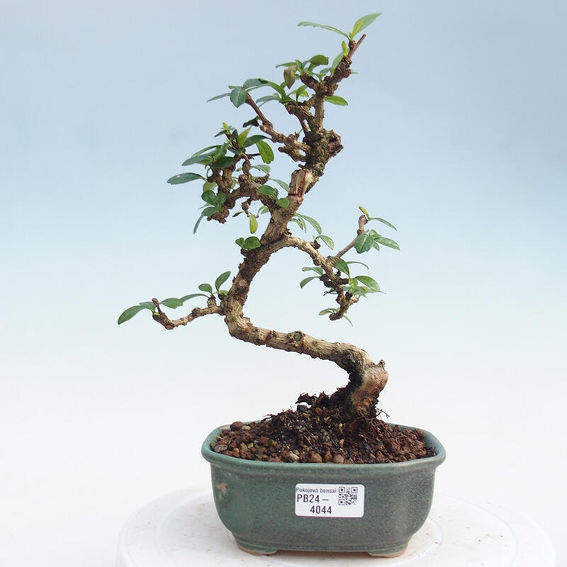 Izbová bonsai - Carmona macrophylla - Čaj fuki