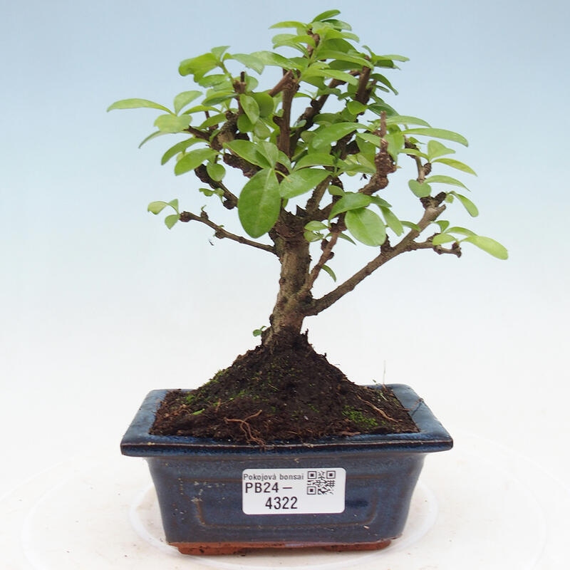 Izbová bonsai - Carmona macrophylla - Čaj fuki