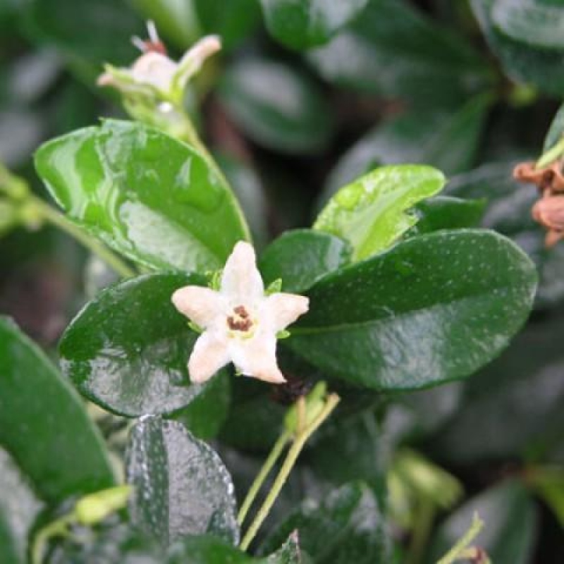 Izbová bonsai - Carmona macrophylla - Čaj fuki