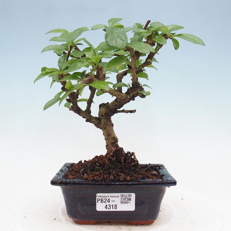 Izbová bonsai - Carmona macrophylla - Čaj fuki