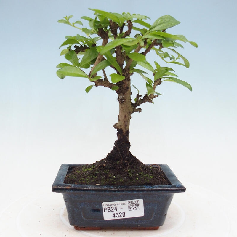 Izbová bonsai - Carmona macrophylla - Čaj fuki