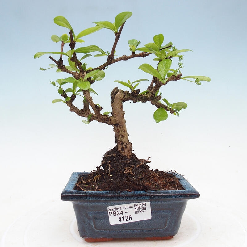 Izbová bonsai - Carmona macrophylla - Čaj fuki