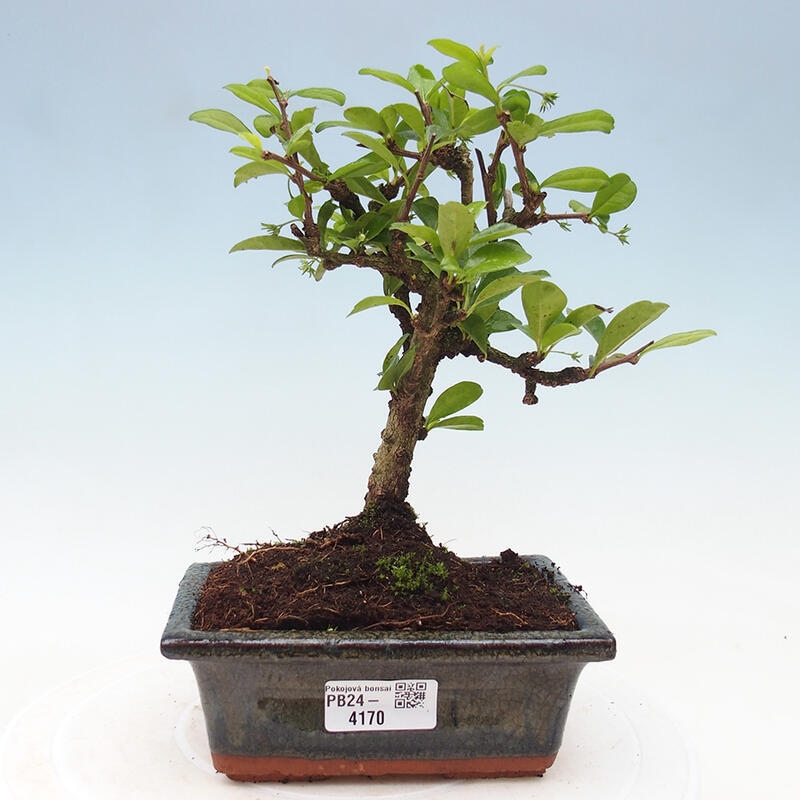 Izbová bonsai - Carmona macrophylla - Čaj fuki