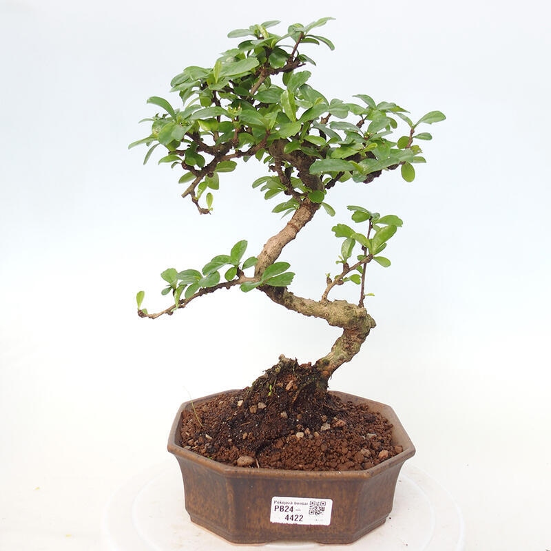 Izbová bonsai - Carmona macrophylla - Čaj fuki