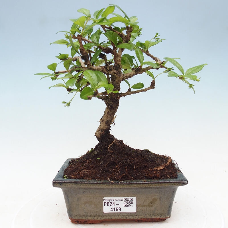 Izbová bonsai - Carmona macrophylla - Čaj fuki