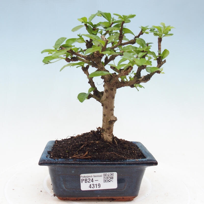 Izbová bonsai - Carmona macrophylla - Čaj fuki