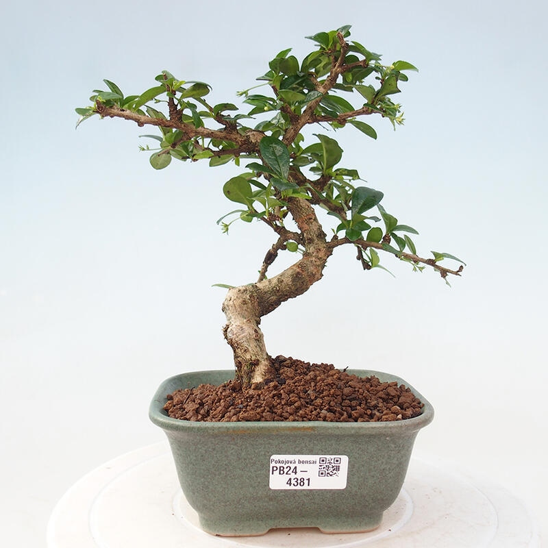 Izbová bonsai - Carmona macrophylla - Čaj fuki