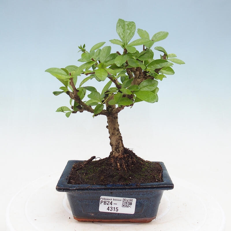 Izbová bonsai - Carmona macrophylla - Čaj fuki