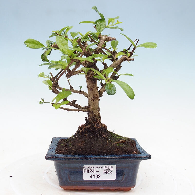 Izbová bonsai - Carmona macrophylla - Čaj fuki