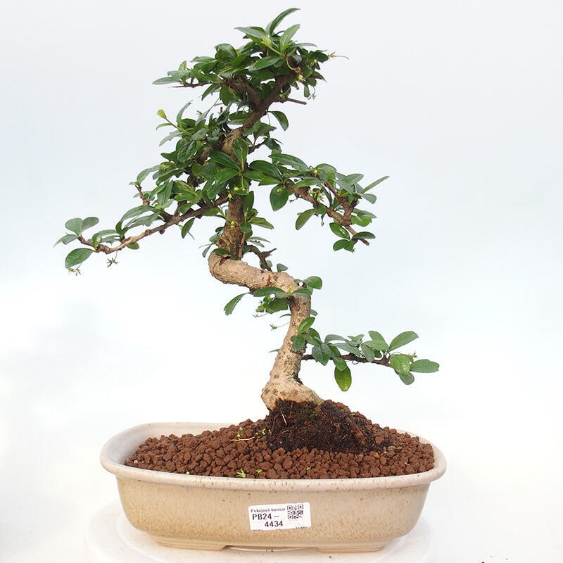 Izbová bonsai - Carmona macrophylla - Čaj fuki