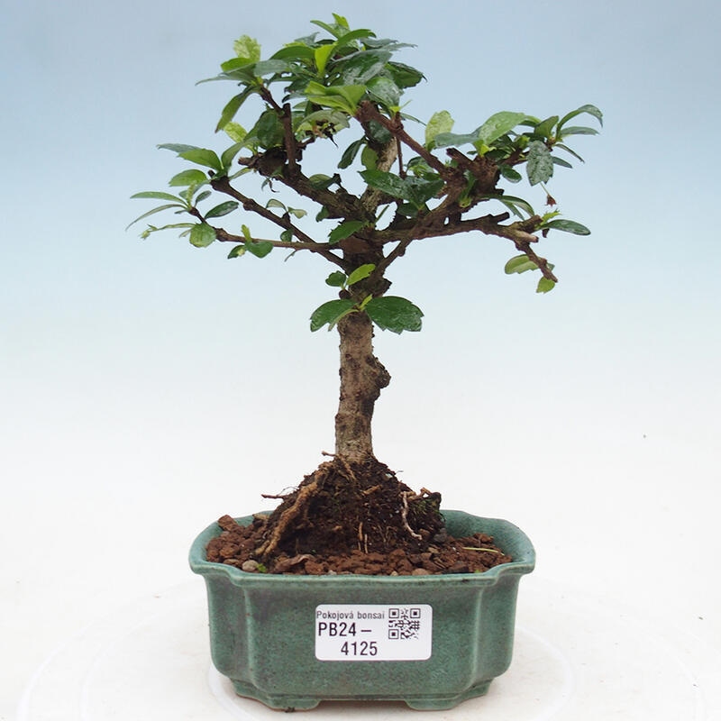 Izbová bonsai - Carmona macrophylla - Čaj fuki