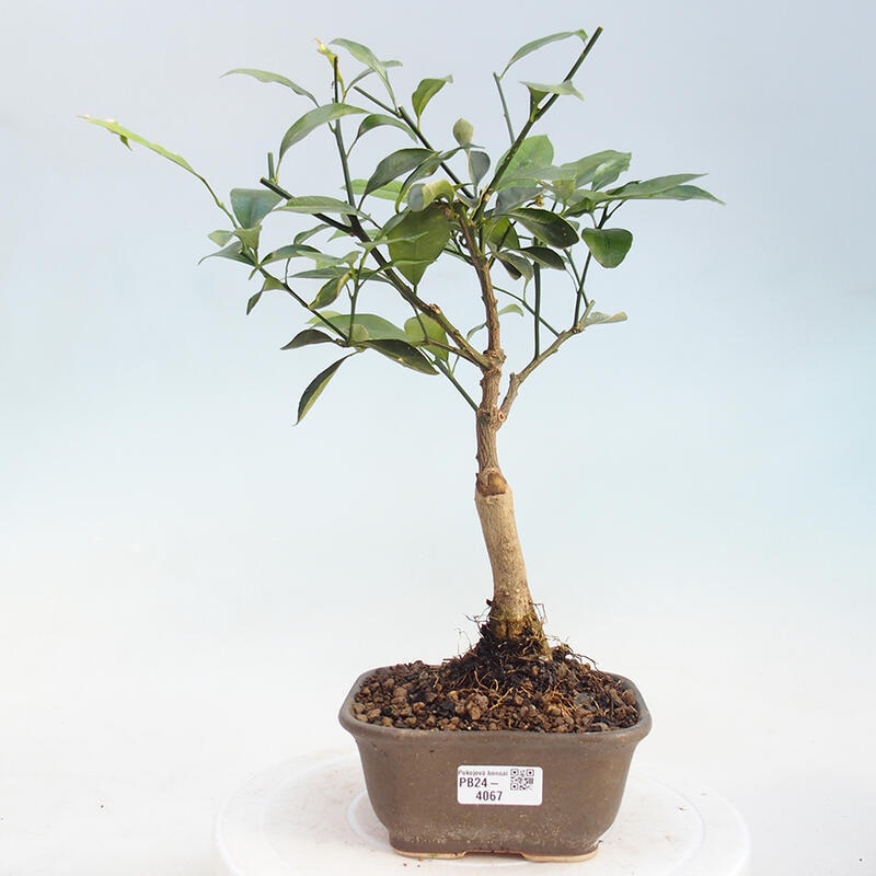 Izbová bonsai - Citrus -Citrus