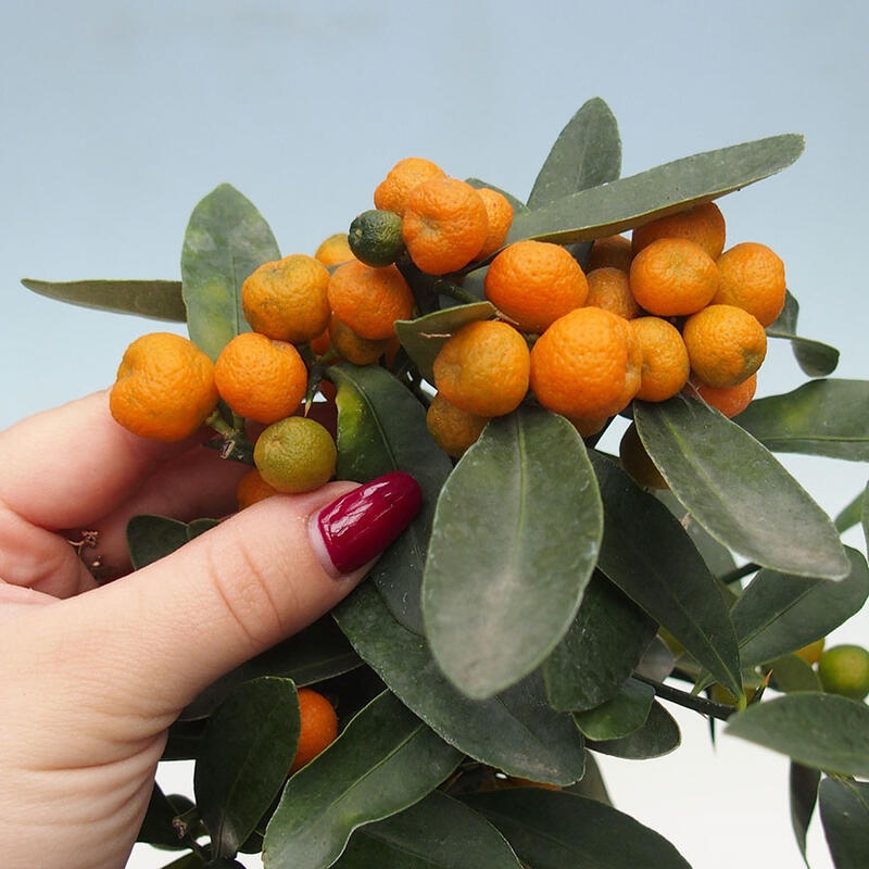 Izbová bonsai - Citrus -Citrus