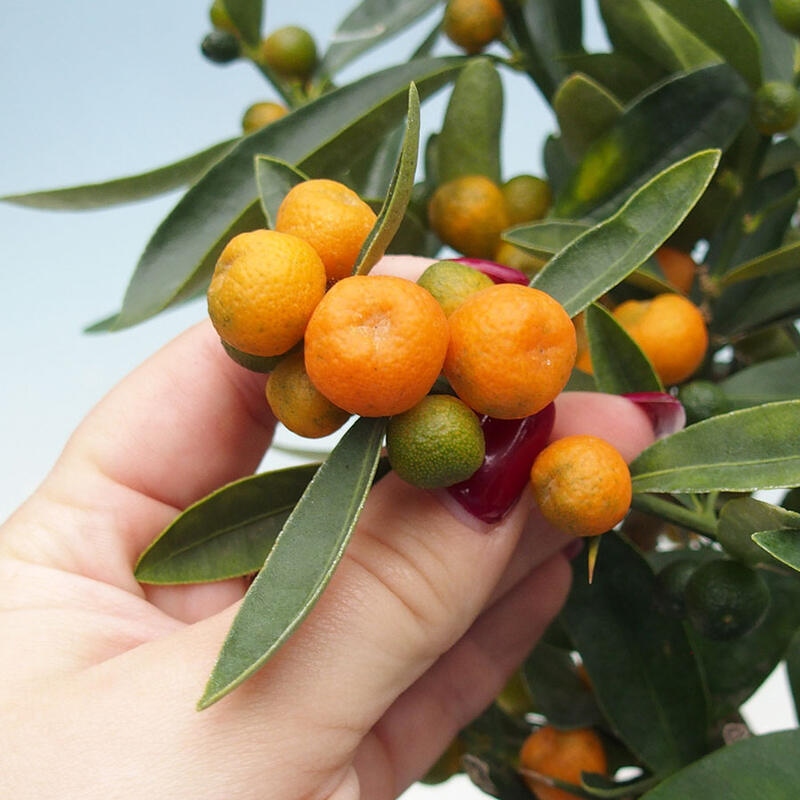 Izbová bonsai - Citrus -Citrus