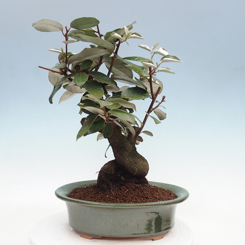 Izbová bonsai -Eleagnus - hlošina