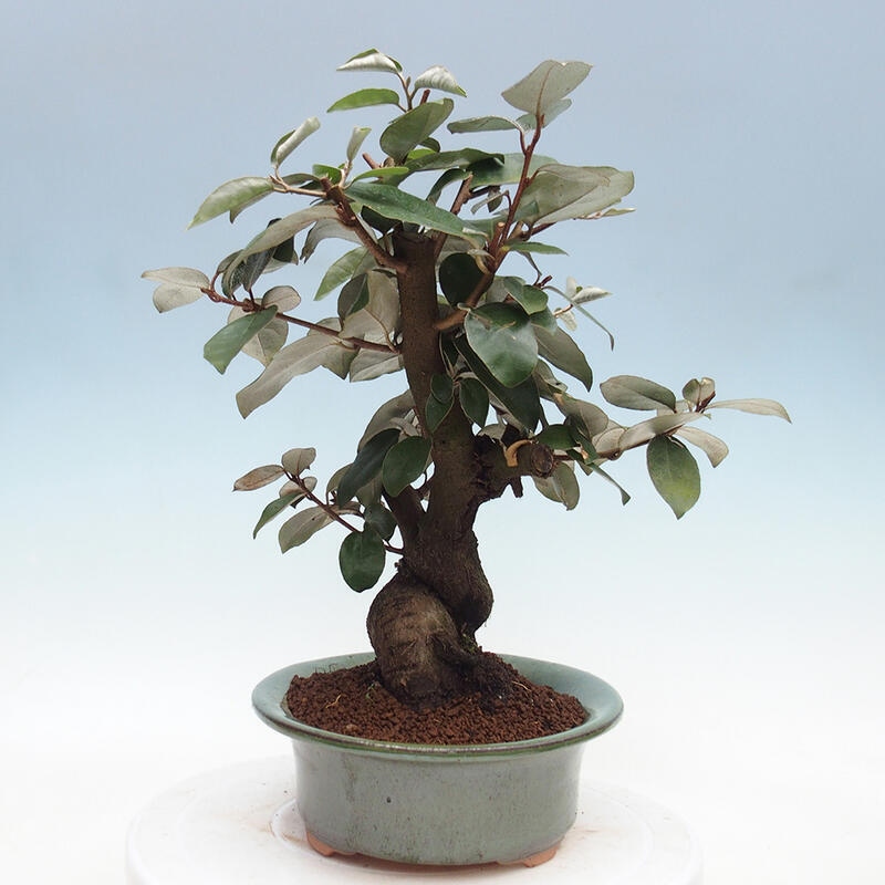 Izbová bonsai -Eleagnus - hlošina