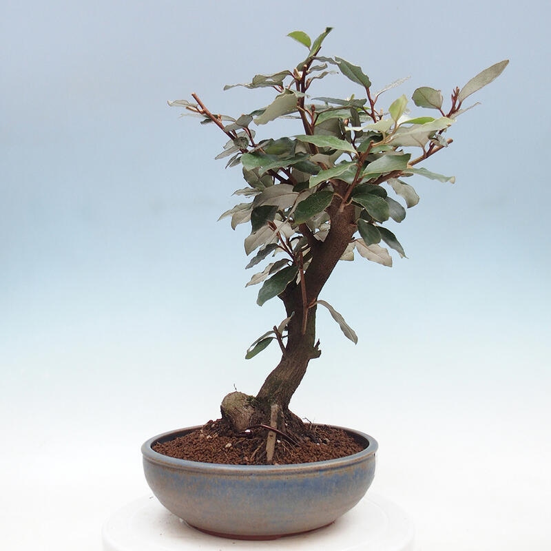 Izbová bonsai -Eleagnus - hlošina