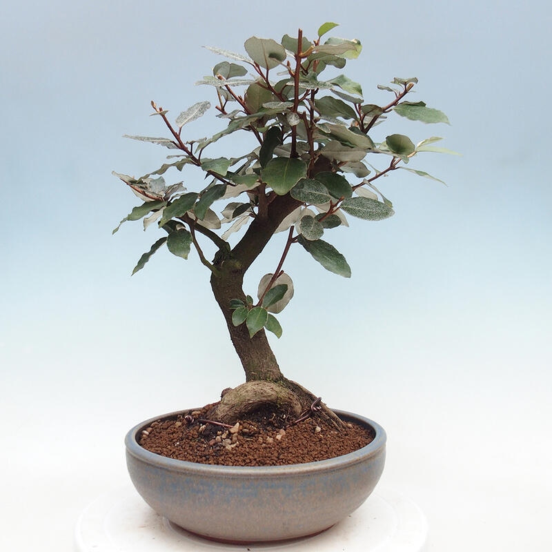 Izbová bonsai -Eleagnus - hlošina