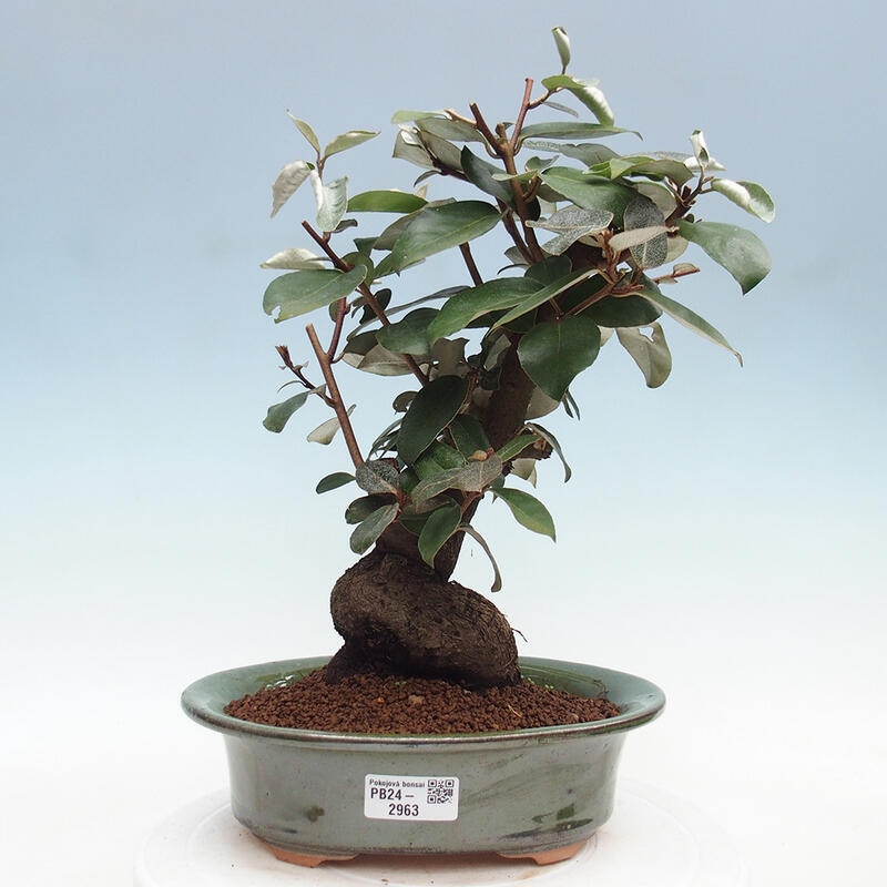 Izbová bonsai -Eleagnus - hlošina